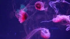 Jellyfish mesmerise in their own museum in Florida