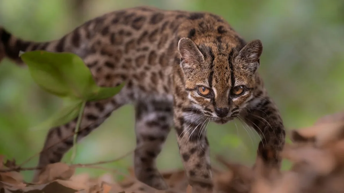 Ein Bauer nahm das Tier mit nach Hause - Forscher entdecken neue Mini-Katze