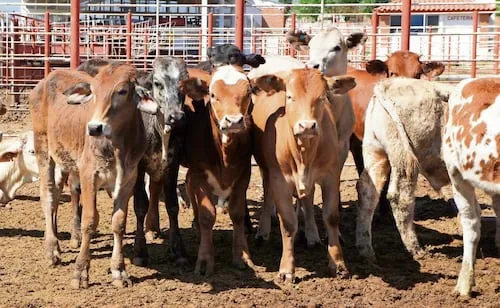 Emiten alerta por posible caso de fiebre aftosa en ganado mexicano; esperan resultados para reanudar exportaciones