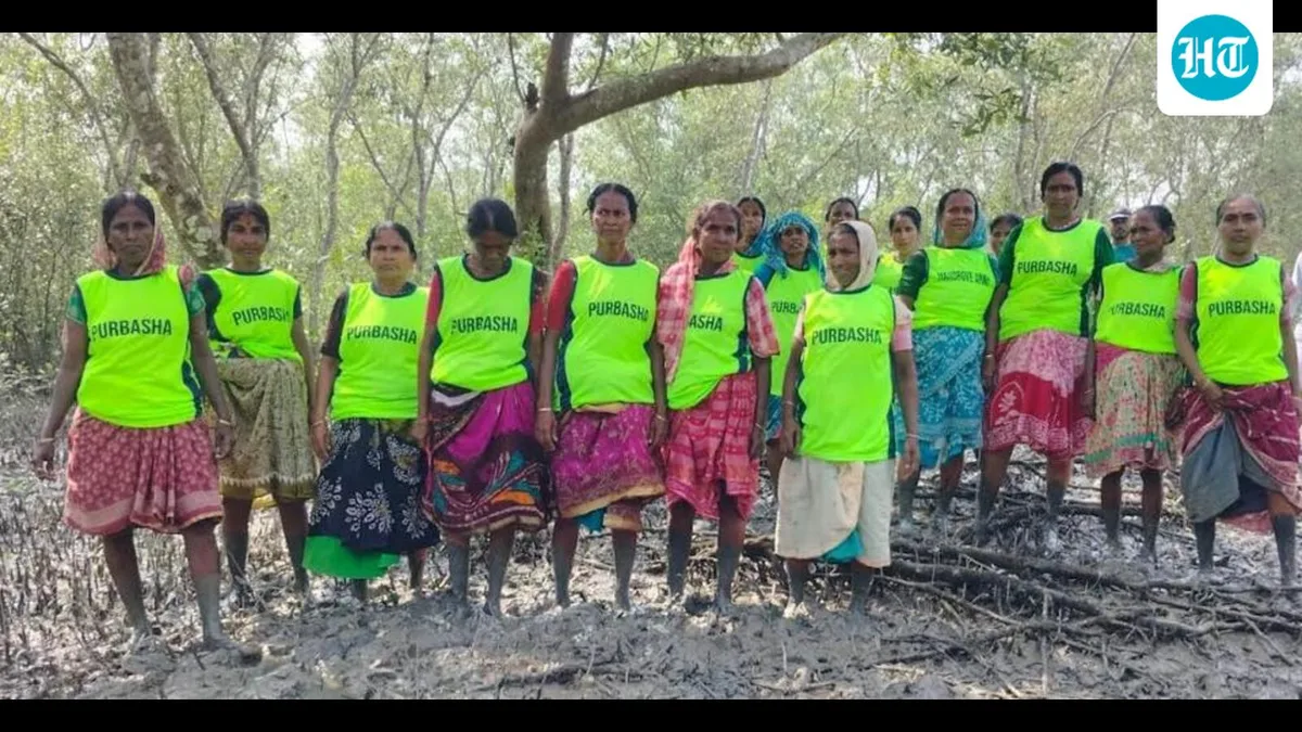 Mangrove Army: How Sundarbans’ ‘tiger widows’ are protecting the forest, one sapling a time
