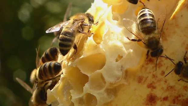 Latest tariffs will stop Canadian honey travelling south, beekeepers commission says