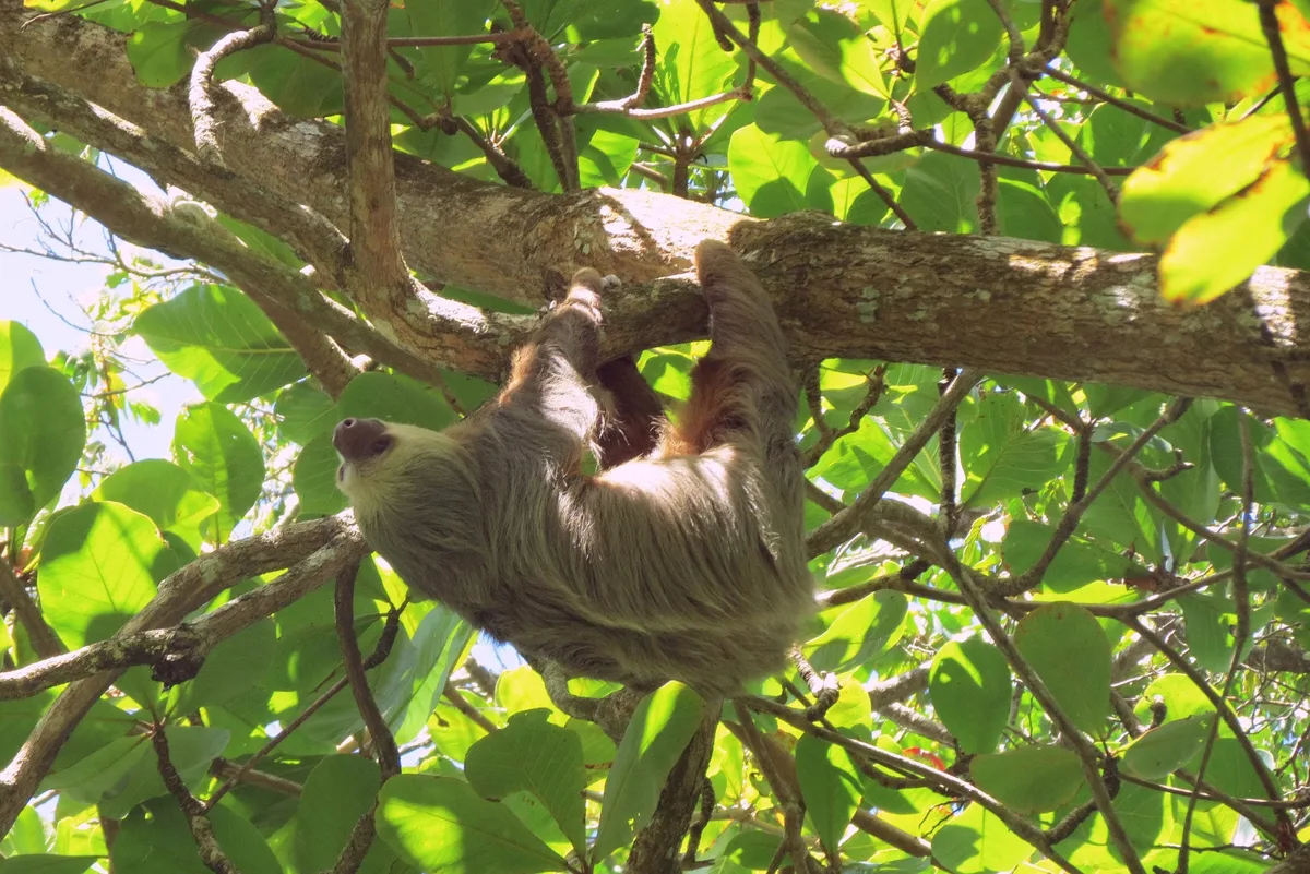 Por qué los científicos creen que los perezosos amazónicos son más de una especie