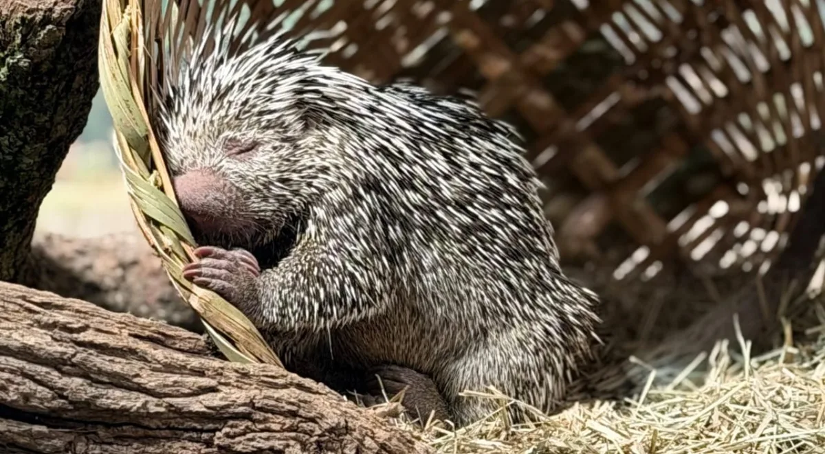 Zooparque Itatiba recebe casal de cuandus e apresenta espécie inédita a visitantes