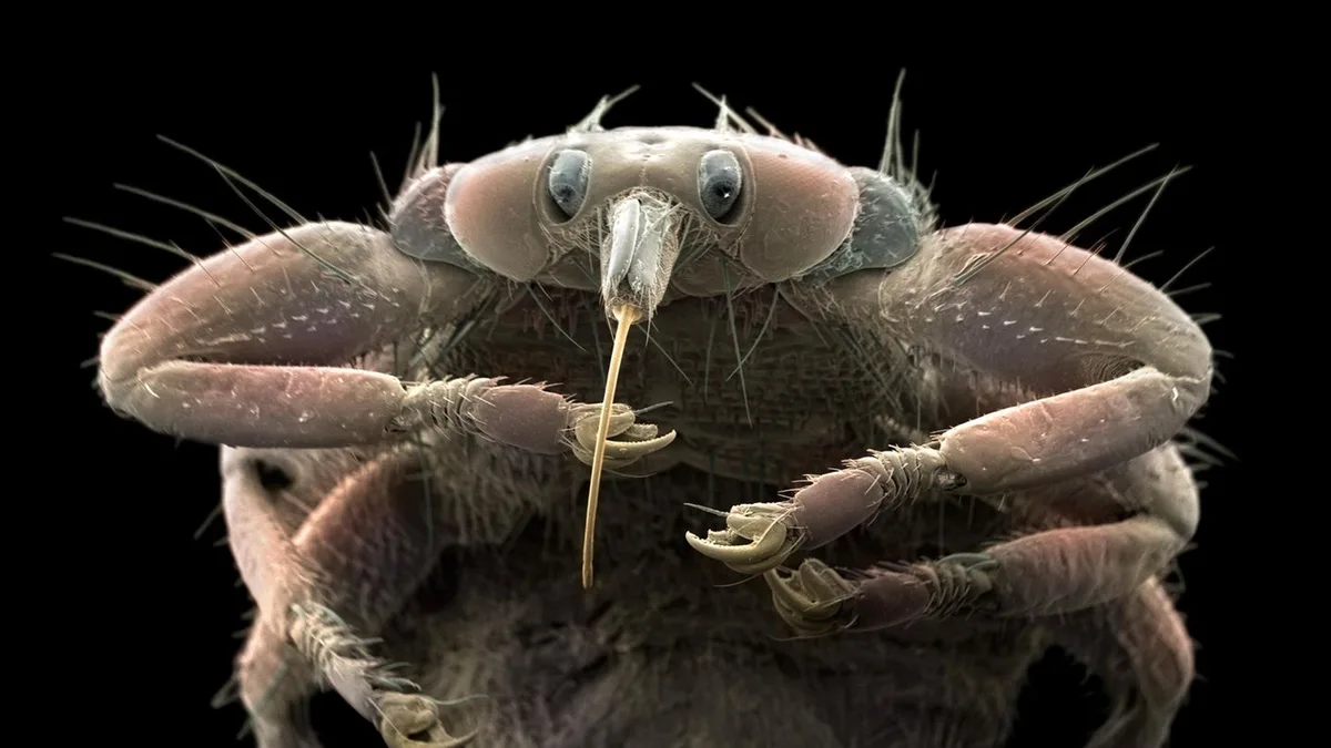 Insekten ganz nah: Die Krabbelgruppe der Monster AG