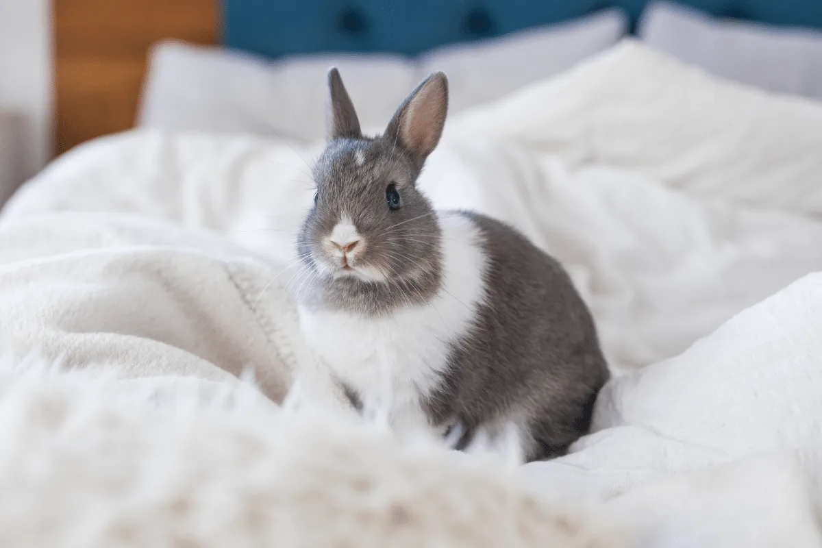 Nem só de cenoura vive um coelho: 7 erros que parecem inofensivos, mas podem fazer mal ao animal