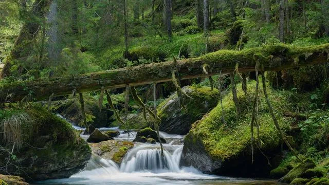 Urwald in Rumänien: Urwaldtourismus in Europa – der Umwelt zuliebe