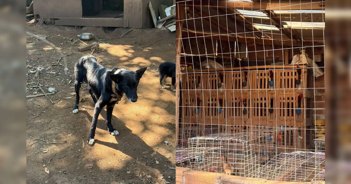 Operação resgata cães subnutridos e apreende 34 galos de rinha no Paraná