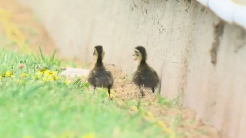 Ducklings walk on track at Bathurst