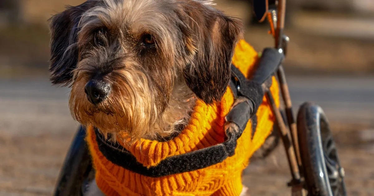 Marina Gonzalo, veterinaria: “Antes, un perro con displasia prácticamente no volvía a correr; ahora el diagnóstico temprano, la cirugía y la rehabilitación nos ayudan muchísimo”