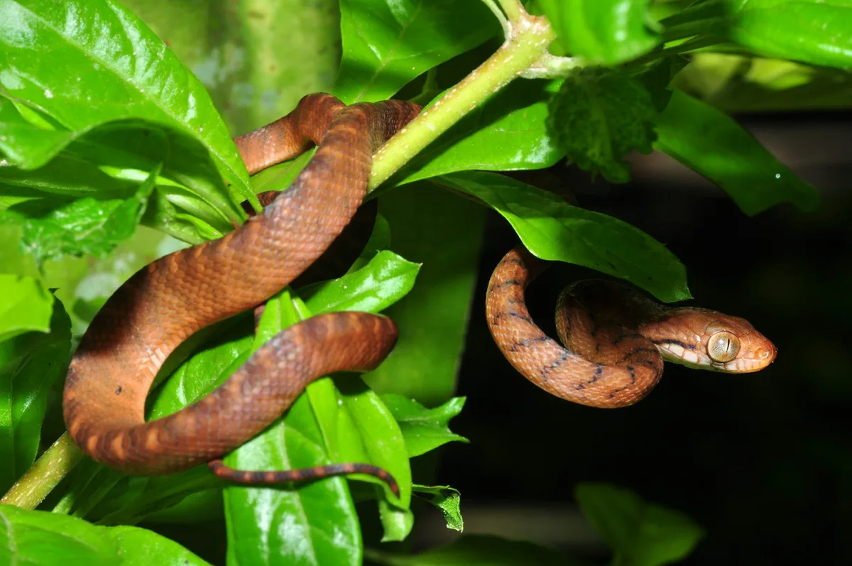 Climate change is making it easier for invasive species to succeed