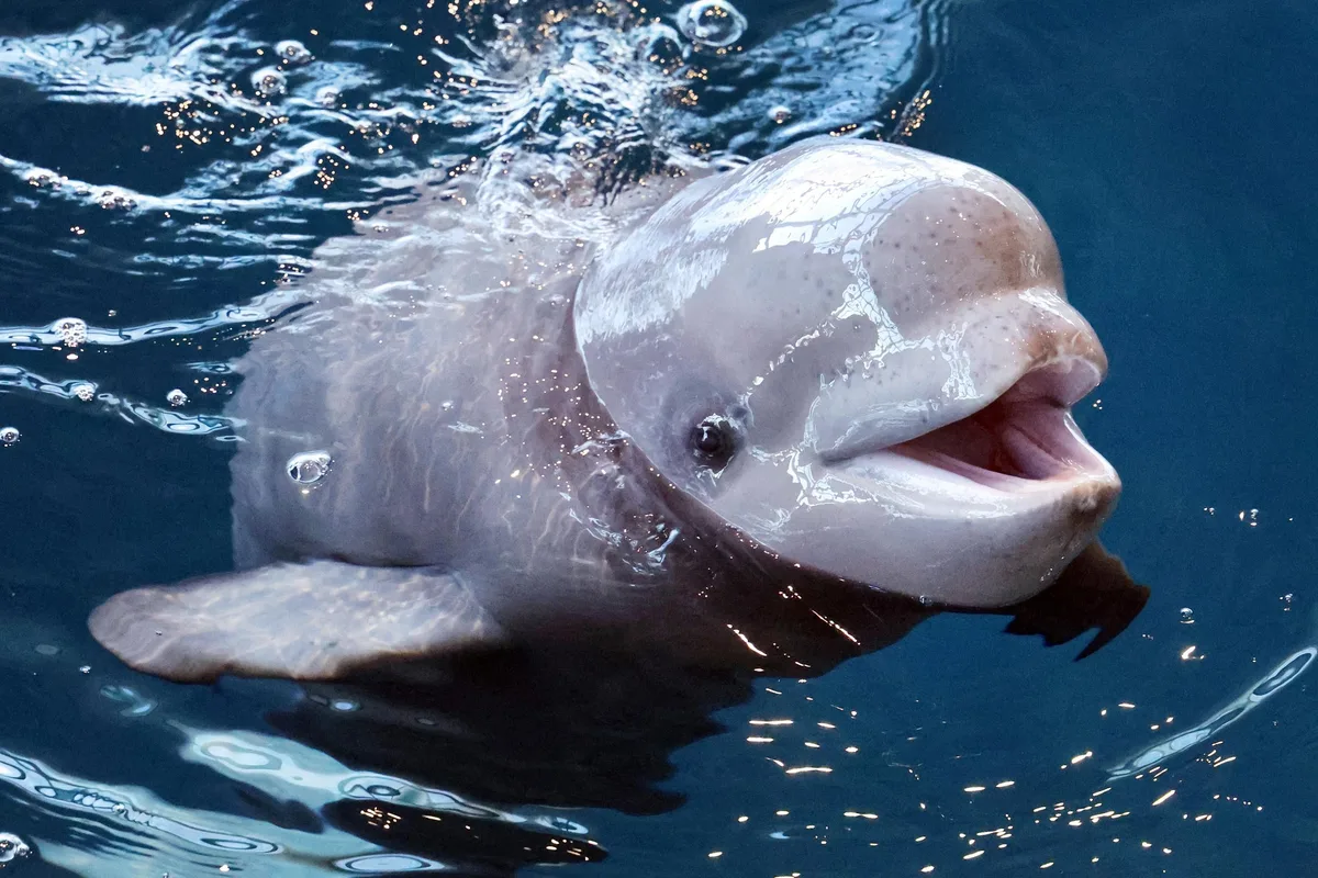 Three beluga whales just died at one of America’s top-rated aquariums