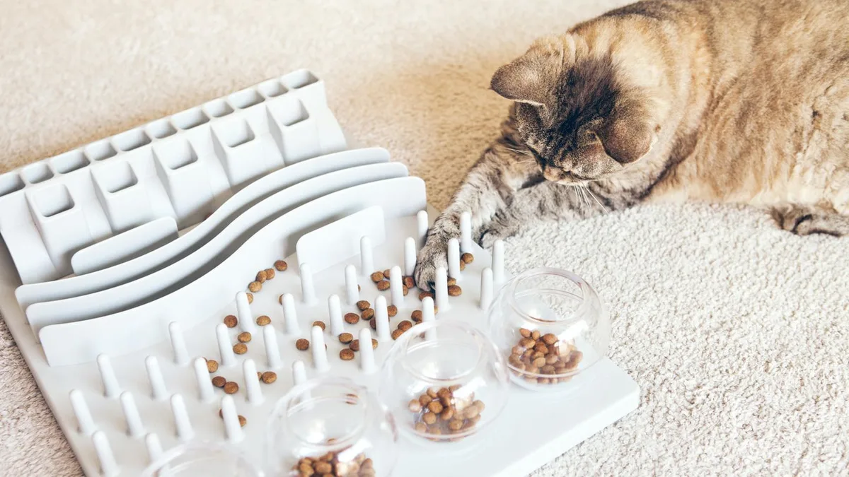 Weltkatzentag: Intelligenzspielzeug für Katzen: Darum ist die Anschaffung sinnvoll
