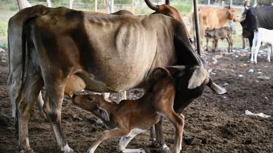 Maíz seco, vacas raquíticas: la sequía de El Niño arrasa los países de Centroamérica