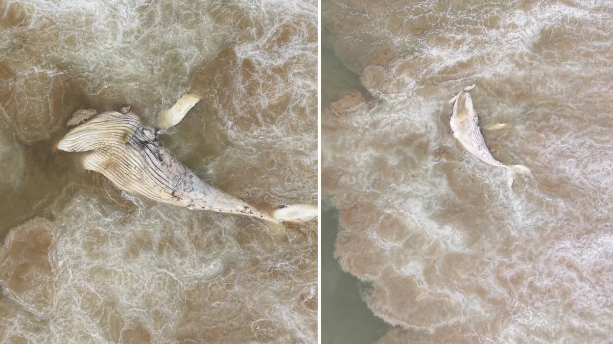 Baleia-jubarte de 9,5 metros é encontrada morta em praia de Vila Velha