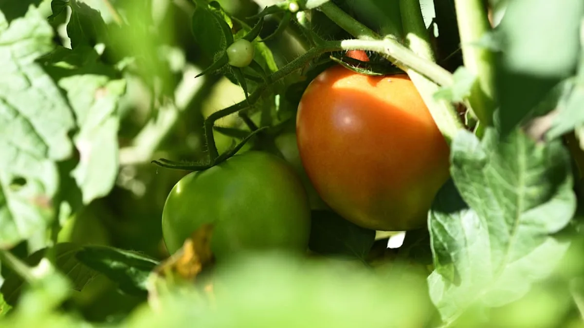 Richtig handeln - Frost im Anmarsch? Dann wird’s draußen kritisch für Tomaten