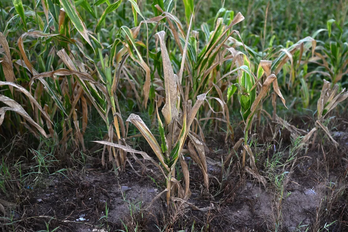 Diputados de Guatemala buscan contener el impacto alimentario de la sequía con transferencias temporales a pequeños agricultores