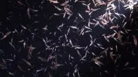 Cientistas colocaram transmissores em ‘unicórnios do mar’ no Ártico. Os dad