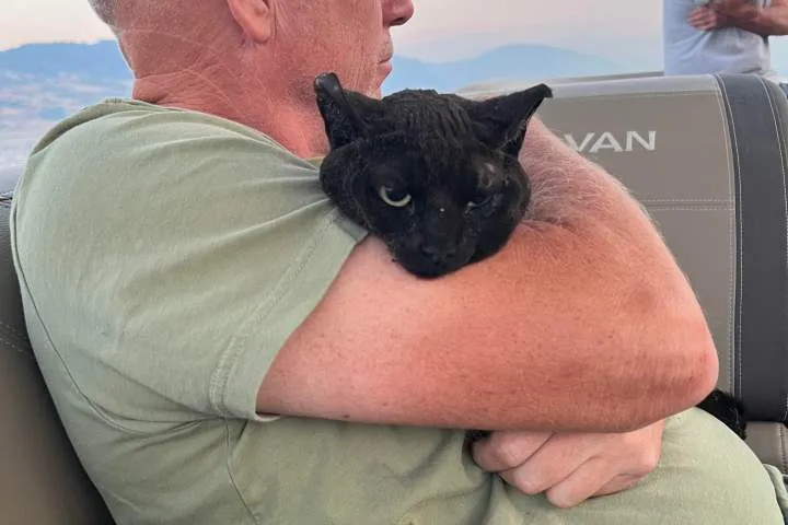 B.C. cat found on dock after Bradley Creek wildfire, burned and alone