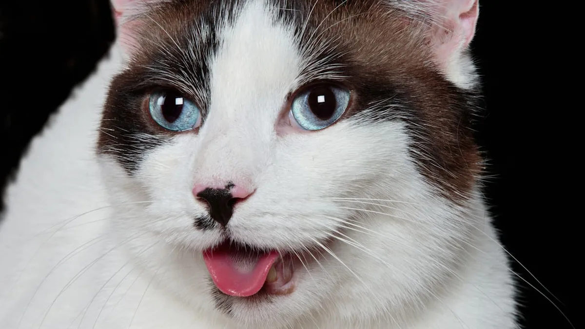 Studien belegen - Das sagt Ihre Katze wirklich, wenn Sie miaut