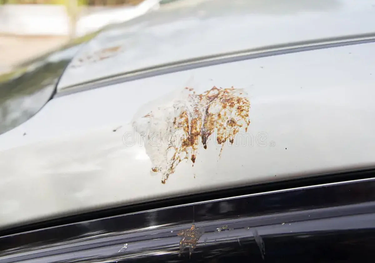 Un mecánico avisa sobre la pintura del coche: «Si dejas cacas de pájaros cuatro días, se come el esmalte de la pintura»