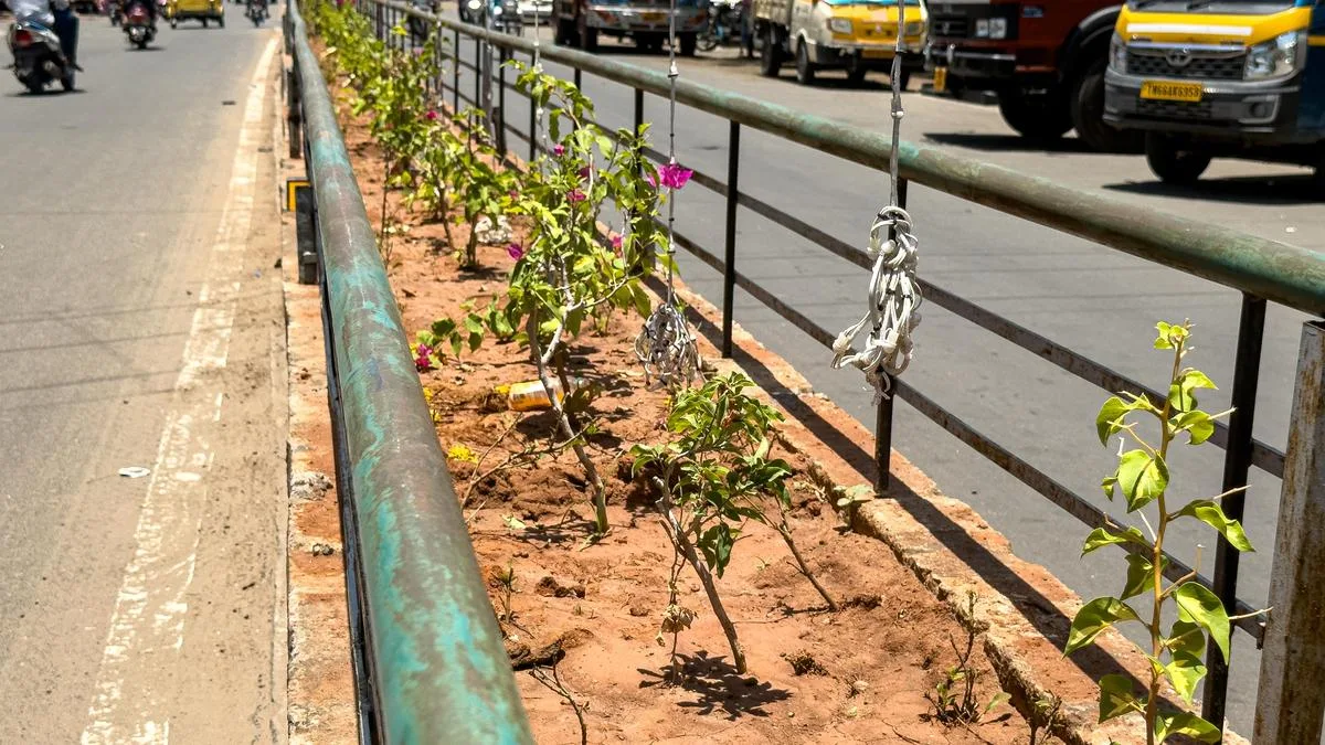 Tiruchi Corporation launches beautification drive along road medians