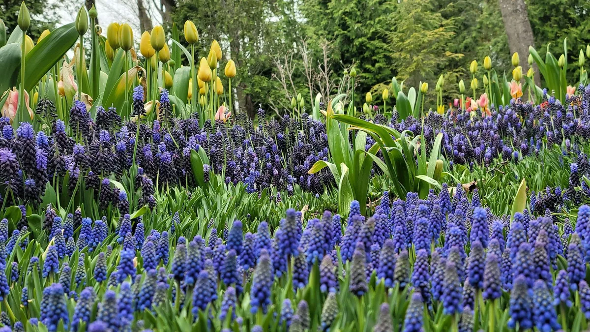 La planta de flores azules, fácil de cuidar y perfecta para principiantes, que puedes cultivar en jardín o maceta