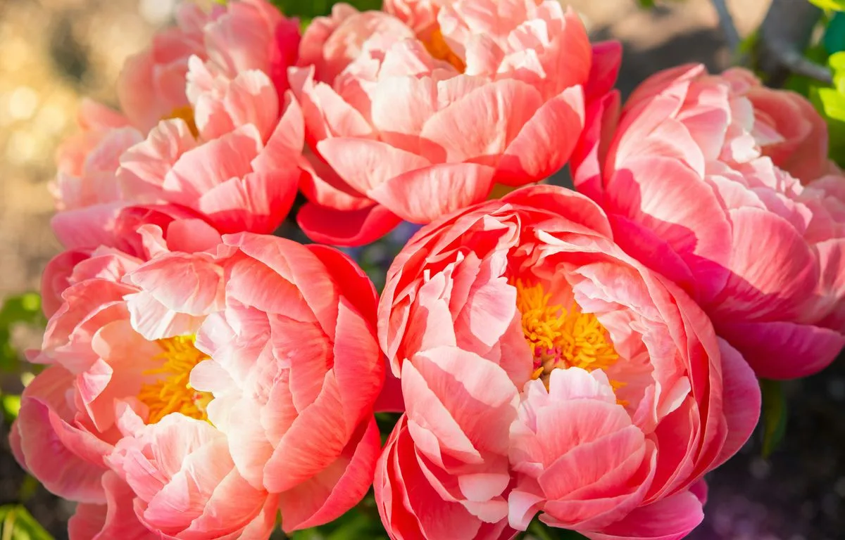 En images : Les plus belles fleurs de France, vous les connaissez toutes ? On va vérifier ça