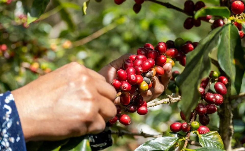 Grande produtora de frutas demite quase mil trabalhadores de uma só vez