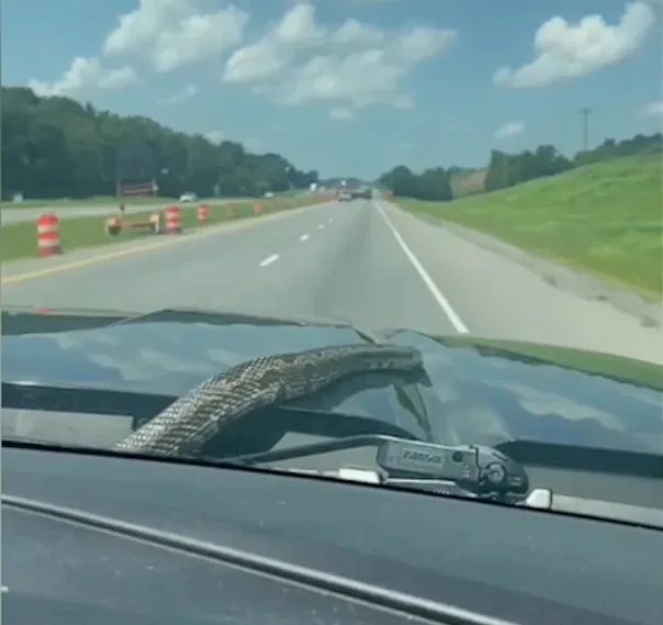 Cobra surpreende família ao aparecer em carro em movimento nos EUA; vídeo