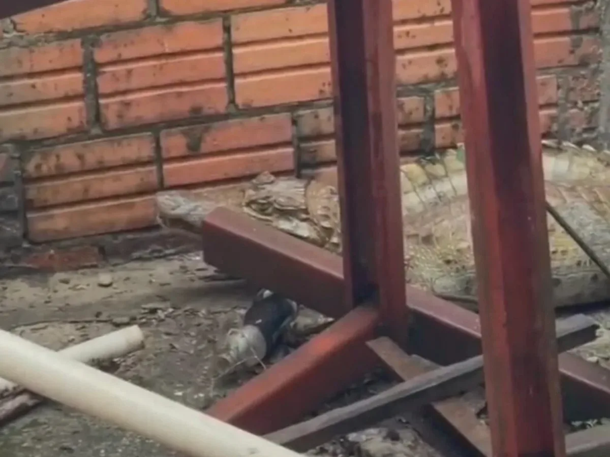 VÍDEO: Jacaré é encontrado dentro de casa e resgatado por bombeiros no interior do Acre