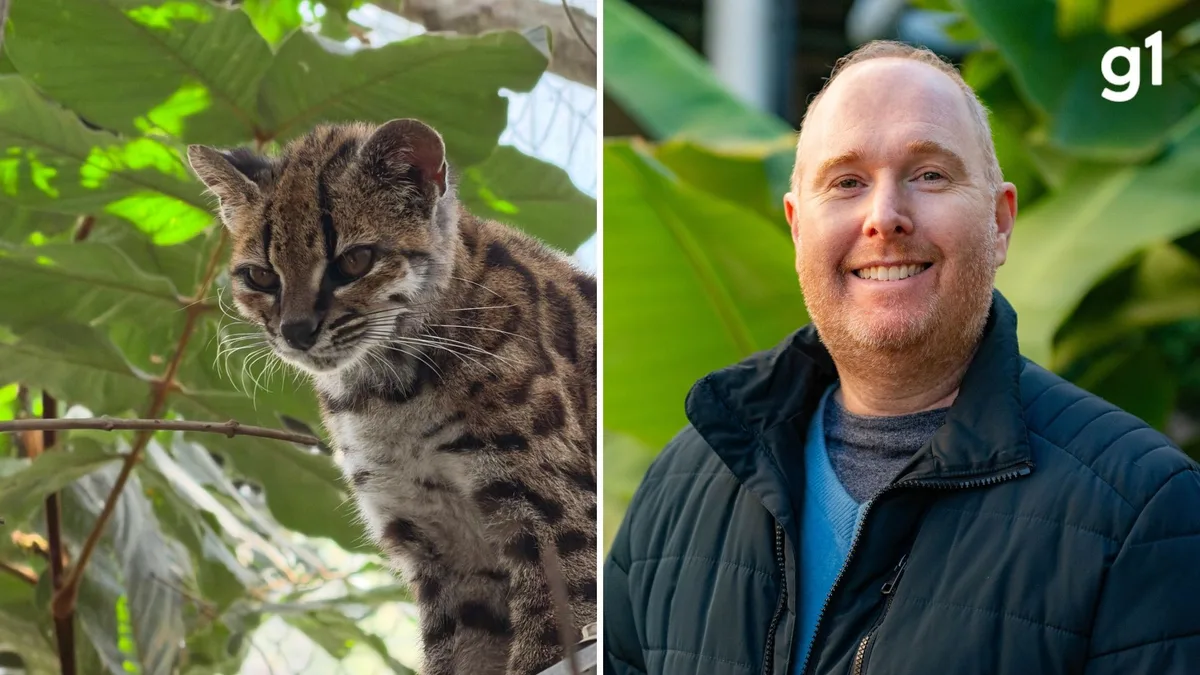 'Tigrinho' boliviano: quem é o professor brasileiro que fez a primeira descoberta de felino em mais de 100 anos