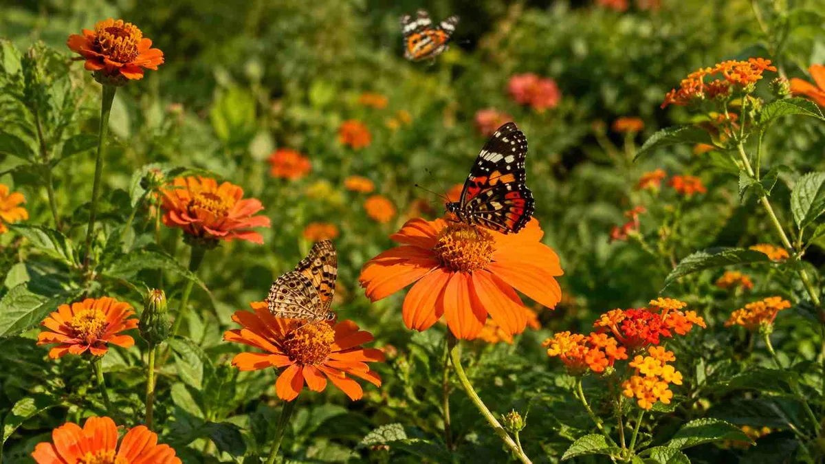 7 plantas com flores alaranjadas que atraem borboletas, valorizam o paisagismo e permanecem entre as espécies mais vibrantes durante o verão