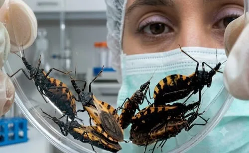 Investigadores de Yucatán participan en vacuna contra el Chagas; pruebas en perros muestran resultados alentadores