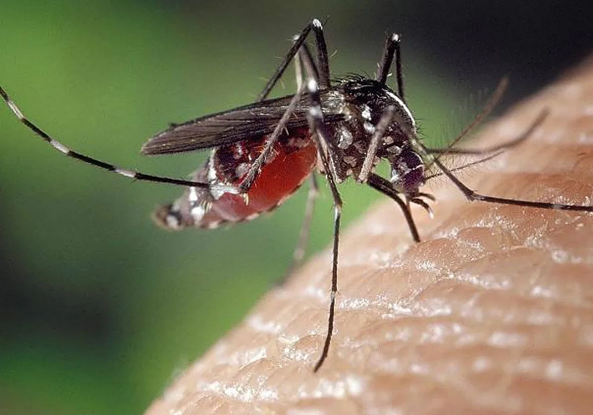 Muere un hombre de 89 años por el virus del Nilo, el segundo en Sevilla en un mes