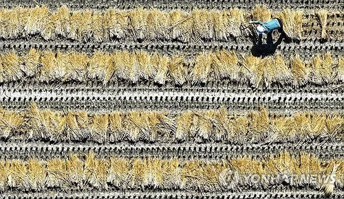 "볏짚 논에 돌려주면 최대 75만원"…정읍시, 참여 농가 모집
