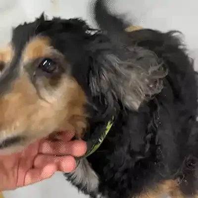 Cão com coleira e lenço amarelo é encontrado no Jardim Montevidéu