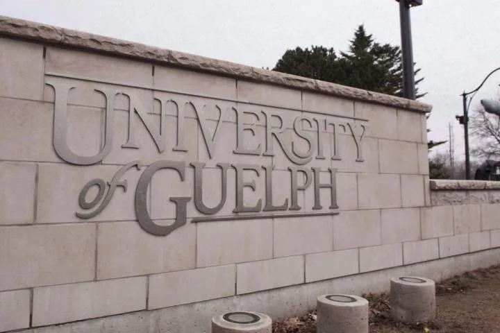 Guelph homecoming drew up to 15,000 people, generated $91K in policing costs