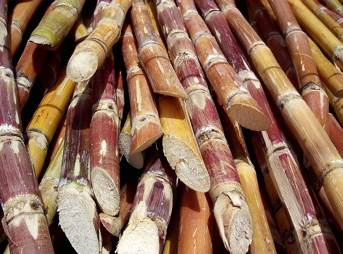 Cachaça pode ter "terroir"? Ciência por trás da bebida indica que sim