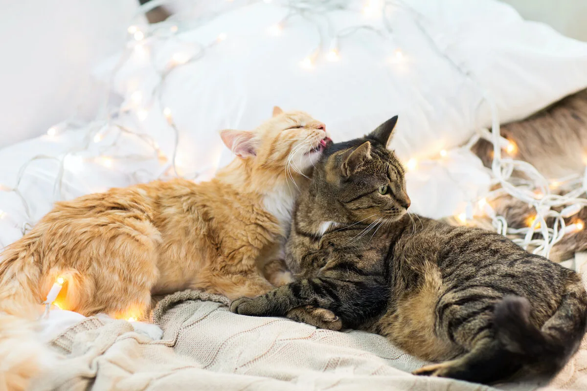 Porque os gatos se lambem uns aos outros