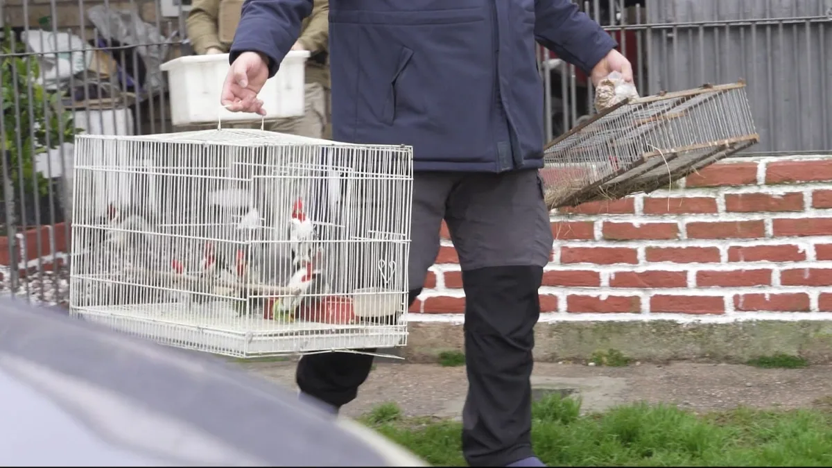 Rescatan en Uruguay decenas de animales que se vendían ilegalmente: había tortugas, cotorras y cardenales
