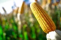 Seca na Europa ameaça plantio de canola no final do verão