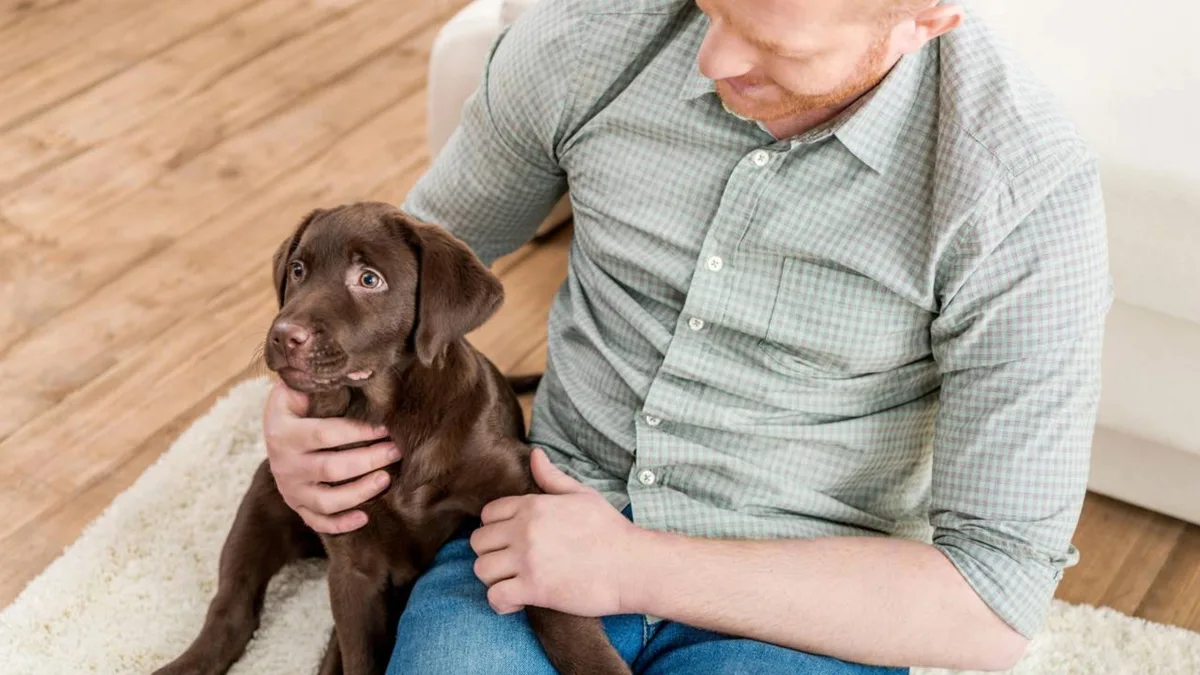 Seu cachorro pode estar evitando você por um motivo que quase ninguém percebe