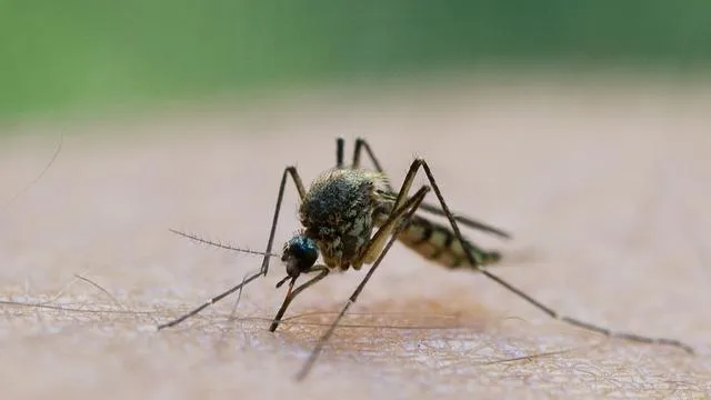 Gesundheit: West-Nil-Virus: Südwesten meldet erstmals zwei Infektionen