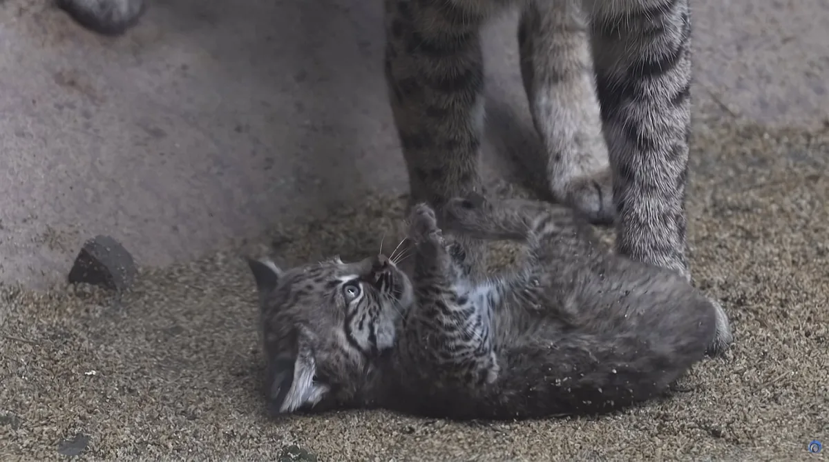 Primer cría de lince rojo nace en Chapultepec: ¿Cómo es su alimentación y cuidados en el Centro de Conservación?