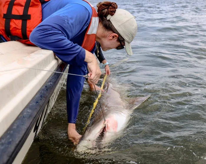 ‘Like selling wolves from Yellowstone’: how protected US sharks are being sold off to foreign aquariums