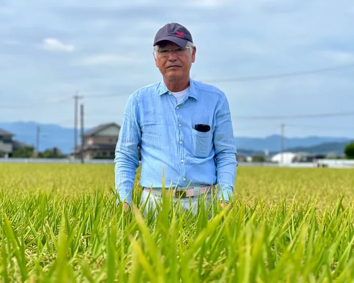 As Japan swelters, farmers turn to new heat-resistant rice varieties to boost staple crop