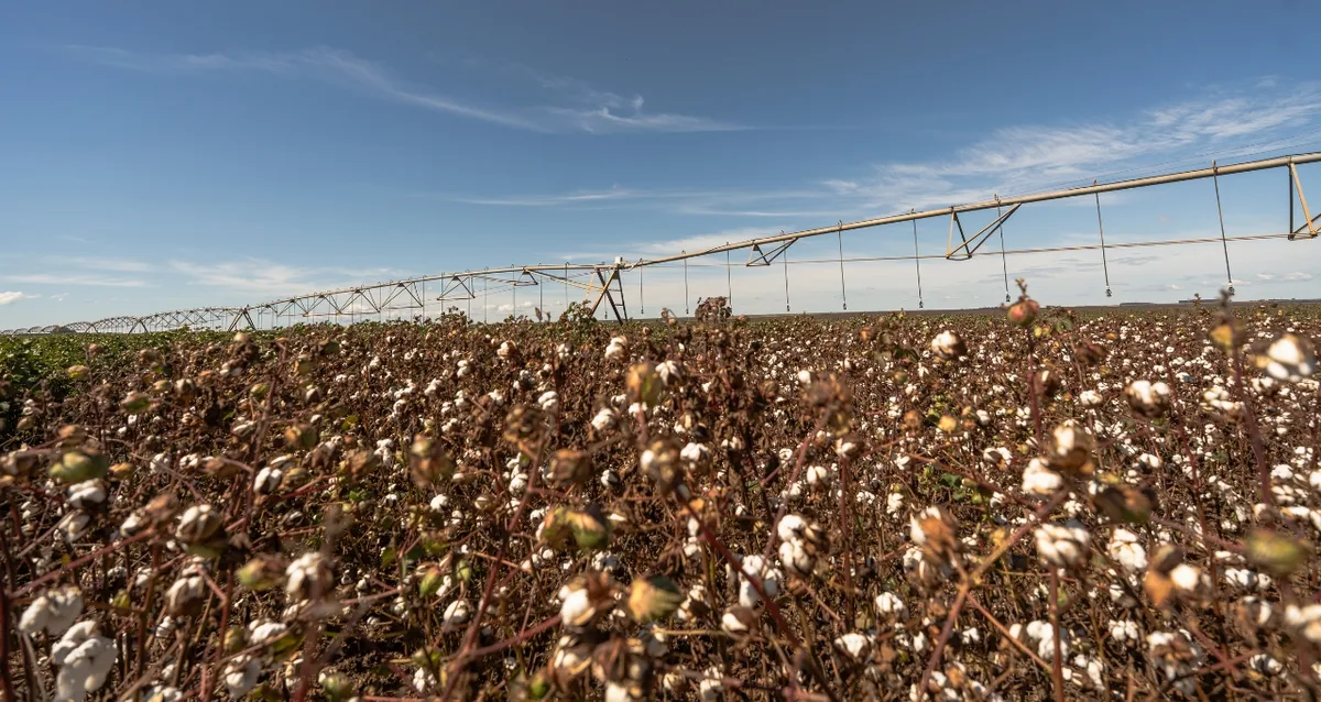 SLC Agrícola (SLCE3): Guidance do algodão melhora, enquanto alavancagem ofusca resultado do 2T26; o que dizem os analistas?