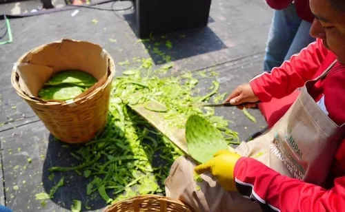 Alistan Concurso de Desespinado de Nopal en el Monumento a la Revolución; ganará quien limpie 30 piezas más rápido