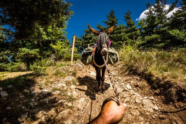 Dans les Cévennes, une randonnée dans les pas de Stevenson au rythme des ânes