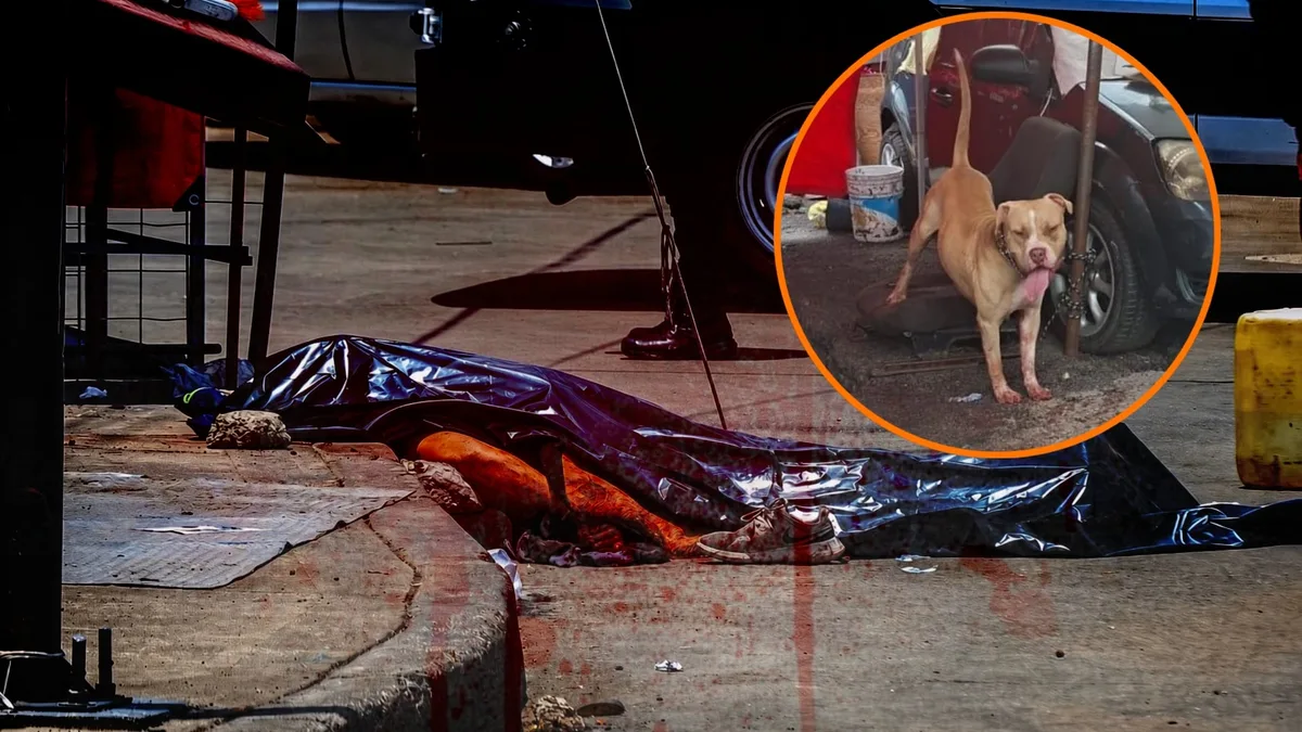 Ataque de un pitbull en CDMX deja muerto a un hombre en situación de calle en Indios Verdes